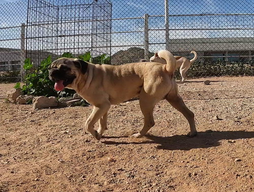 PICO - Pug / Shar Pei available for adoption