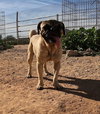 Pico - Photo 4