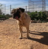 Pico - Photo 7