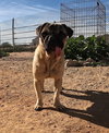 Pico - Photo 8