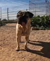 Pico - Photo 9