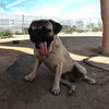 Pico - Photo 10