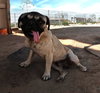 Pico - Photo 11