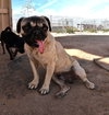 Pico - Photo 12