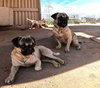 Pico - Photo 20