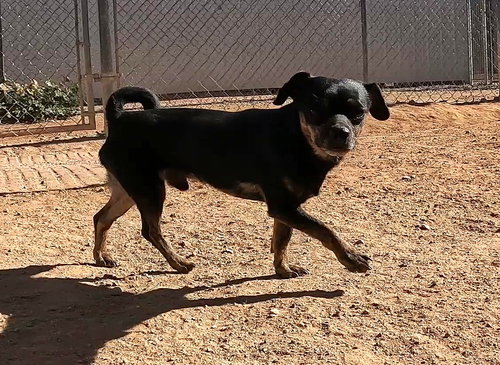 TSUNAMI - Chihuahua / Dachshund available for adoption