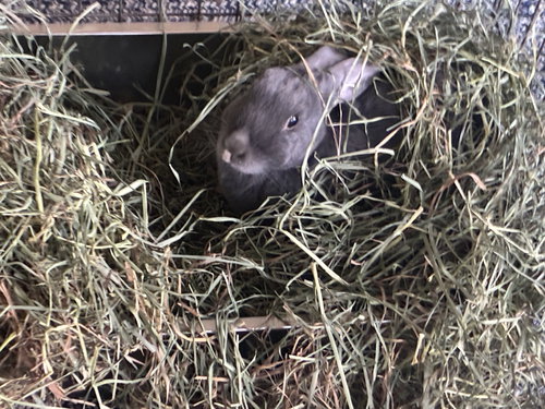 STARLING - Shorthaired Rabbit available for adoption