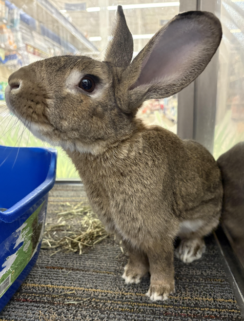 COPPER - American available for adoption