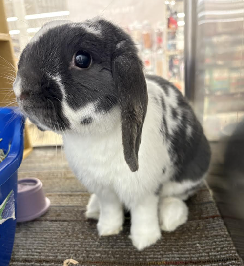 BISCUIT - Holland Lop available for adoption