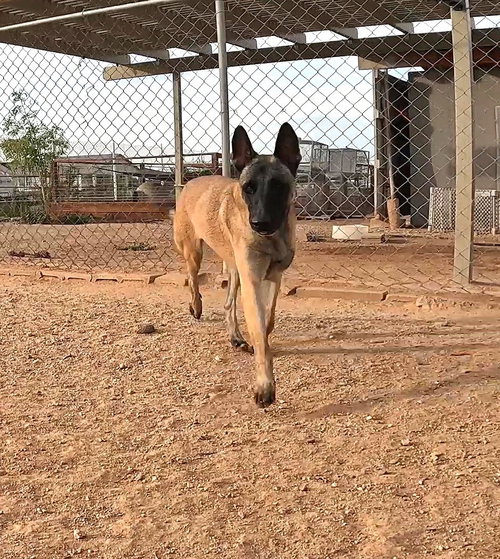 KENTUCKY - Belgian Shepherd Malinois available for adoption