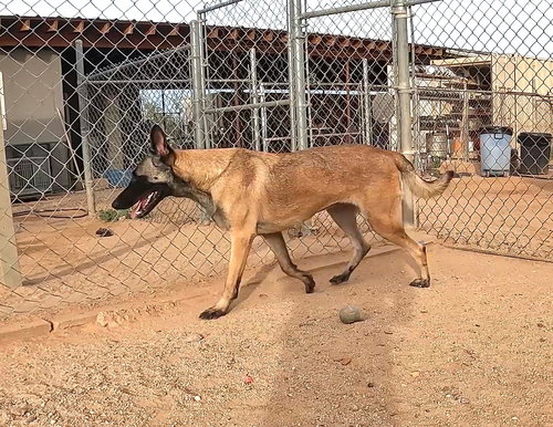 KENTUCKY - Belgian Shepherd Malinois available for adoption