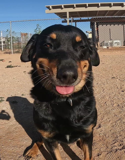 CONFETTI - Rottweiler available for adoption