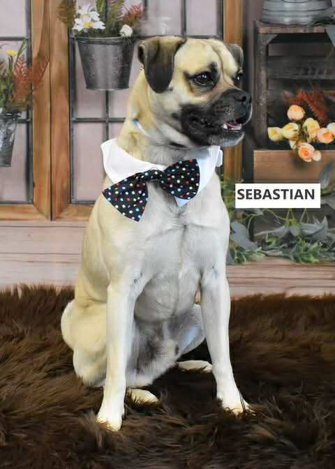 Sabastian