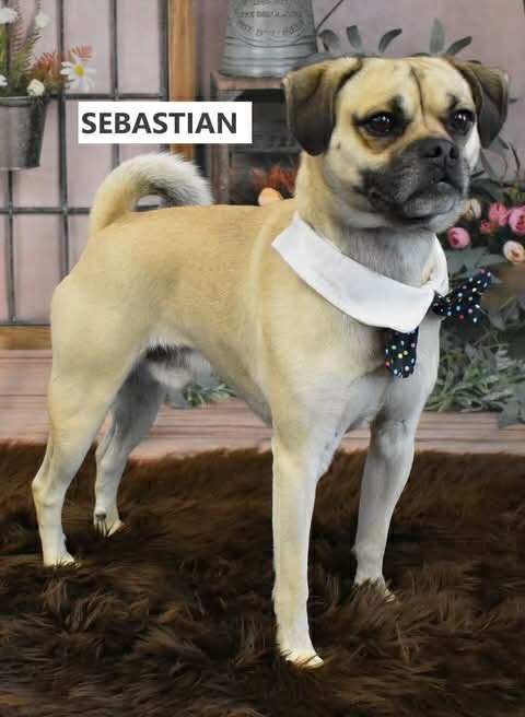 Sabastian — thumbnail 3