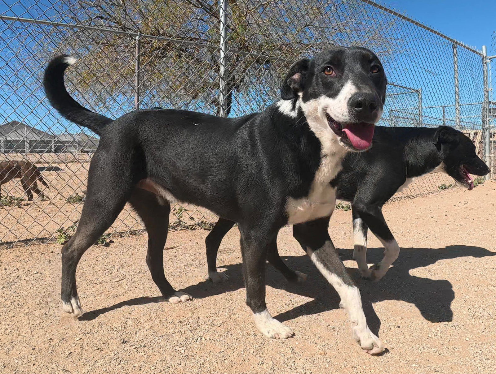 Border Collie