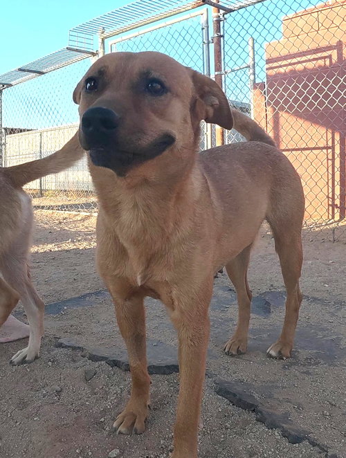 Hazel, an adoptable Unknown breed in San Tan Valley, AZ