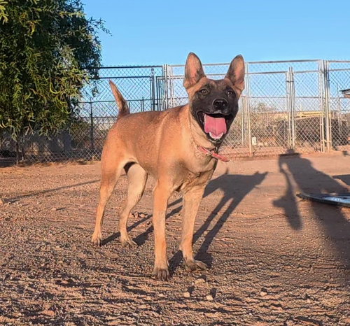 KK, an adoptable Belgian Shepherd Malinois in San Tan Valley, AZ
