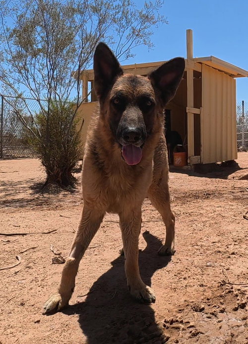 Buddy, an adoptable German Shepherd Dog in San Tan Valley, AZ