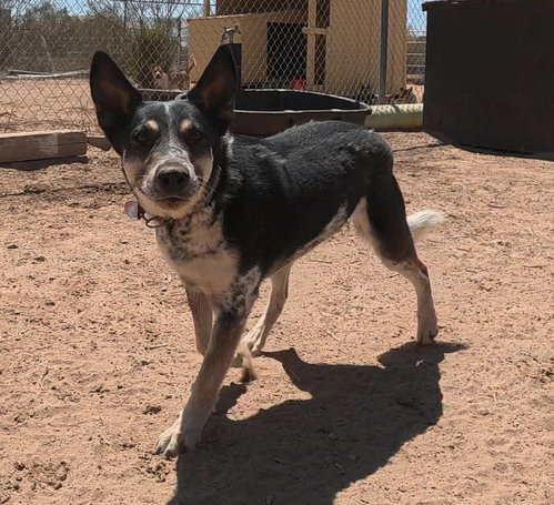 Charlie, an adoptable Australian Cattle Dog in San Tan Valley, AZ