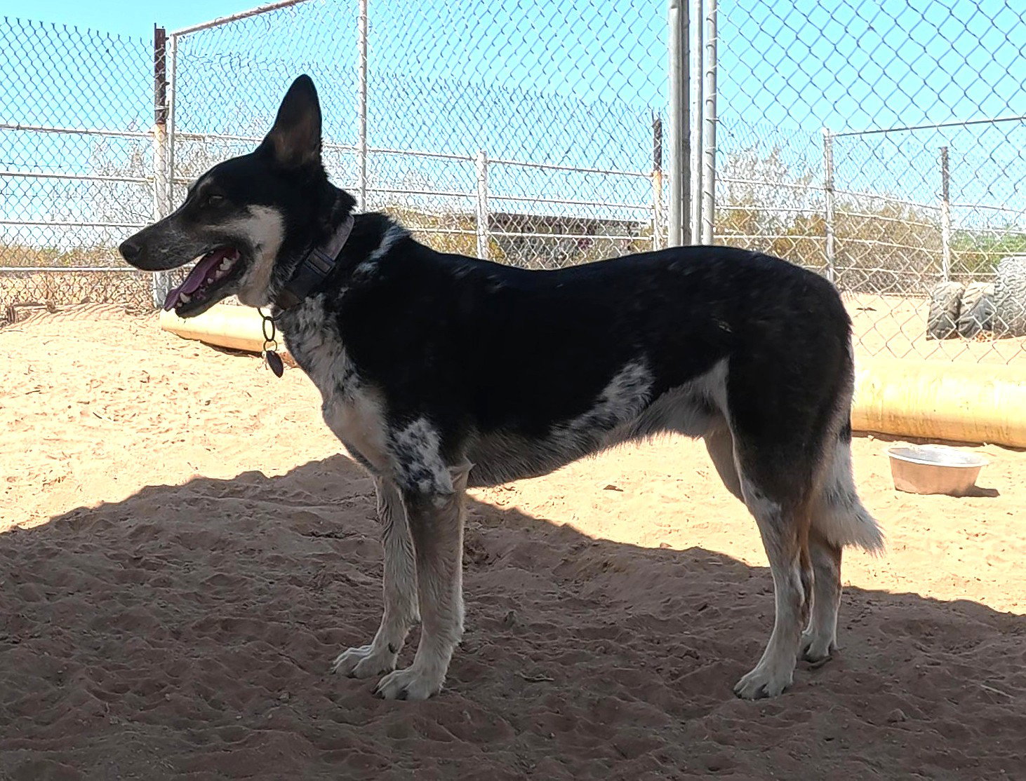 Charlie, photo 12