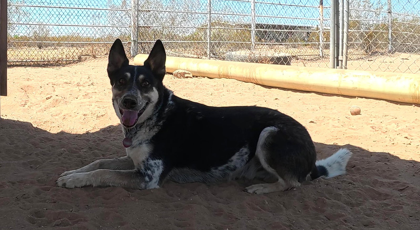 Charlie, photo 13