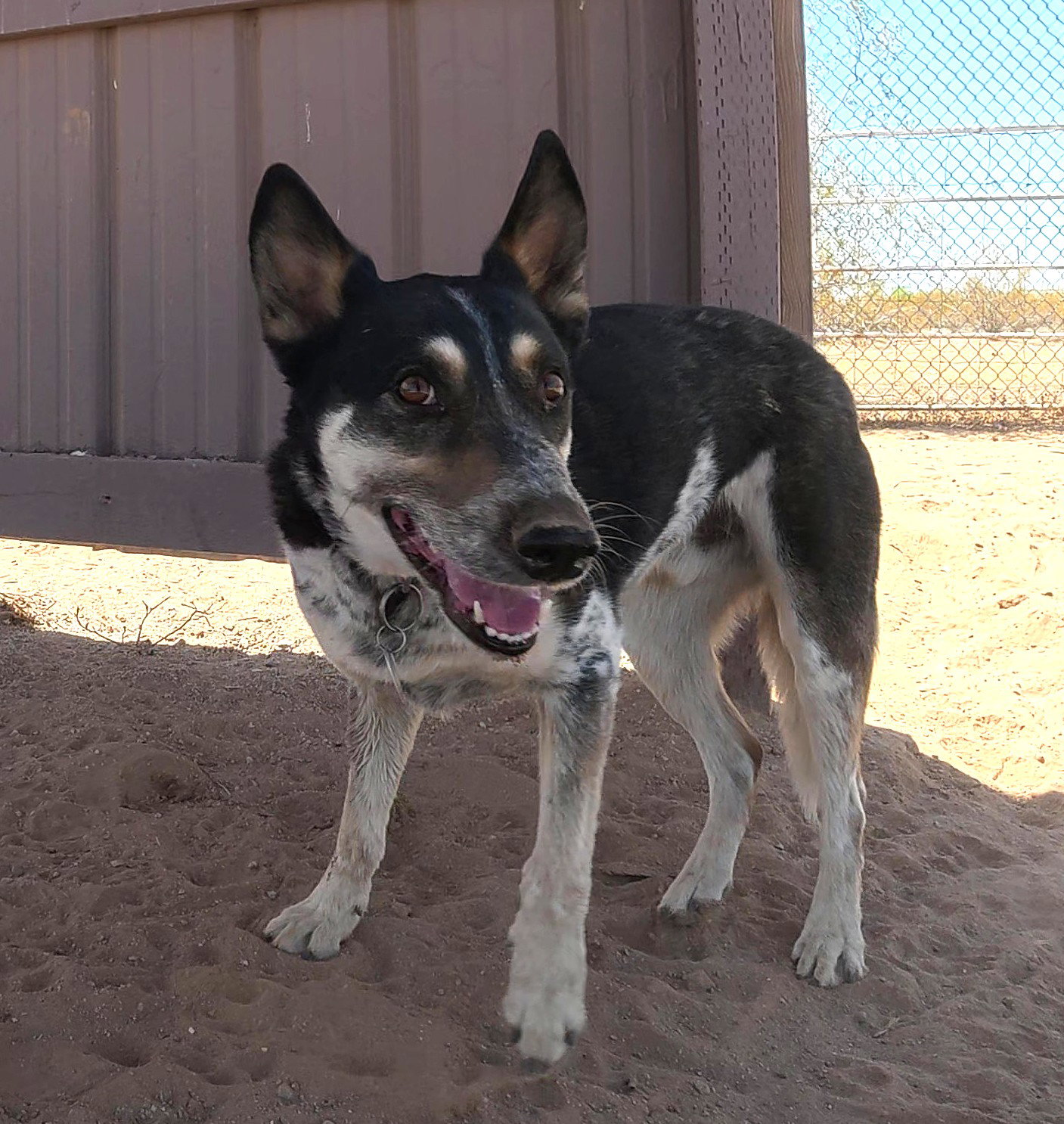 Charlie, photo 19