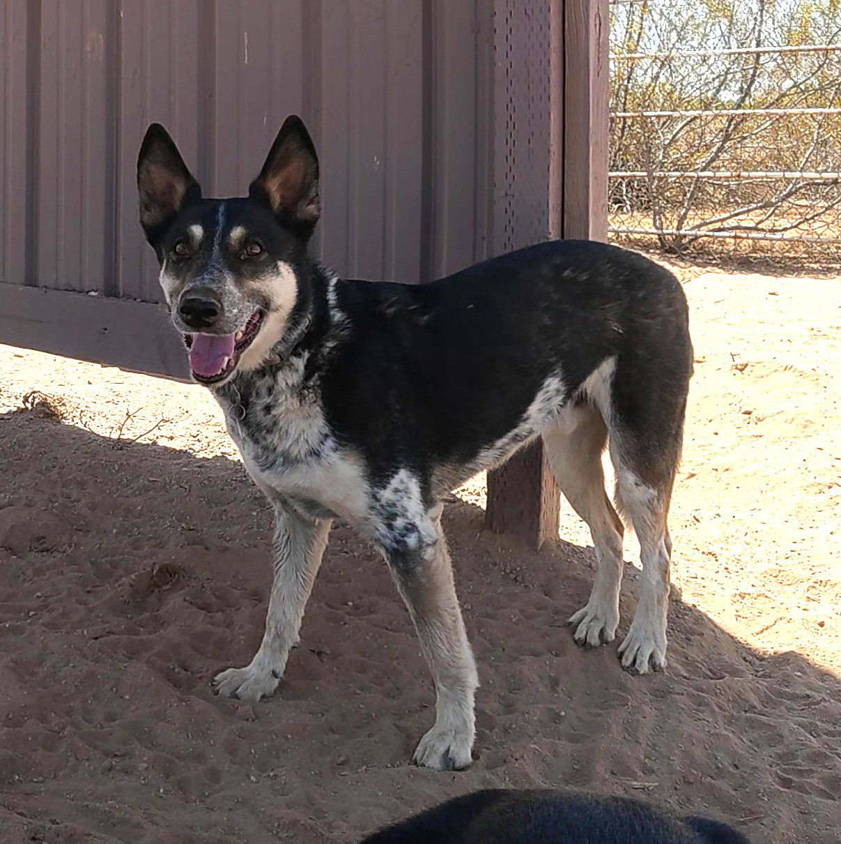 Charlie, photo 20