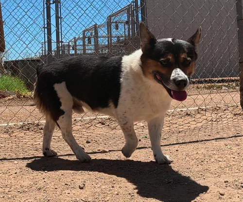 Vinny, an adoptable Corgi in San Tan Valley, AZ
