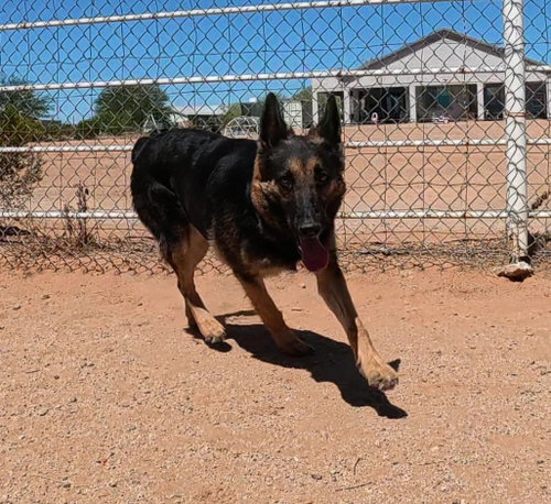 Ziva