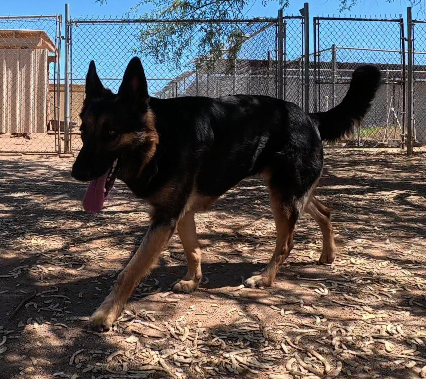 Ziva, photo 2