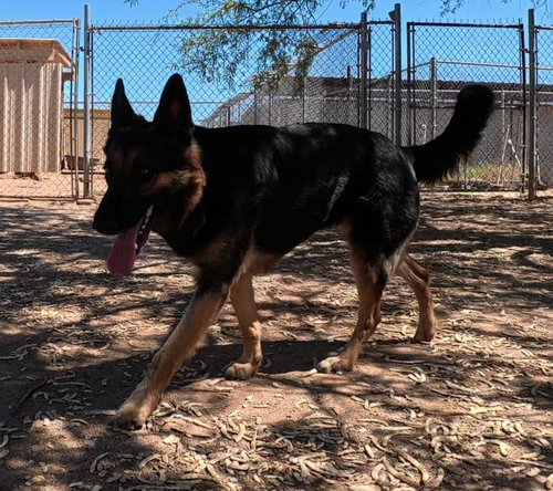 Photo 2 of Ziva