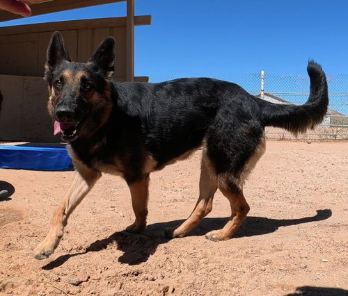 Photo 4 of Ziva