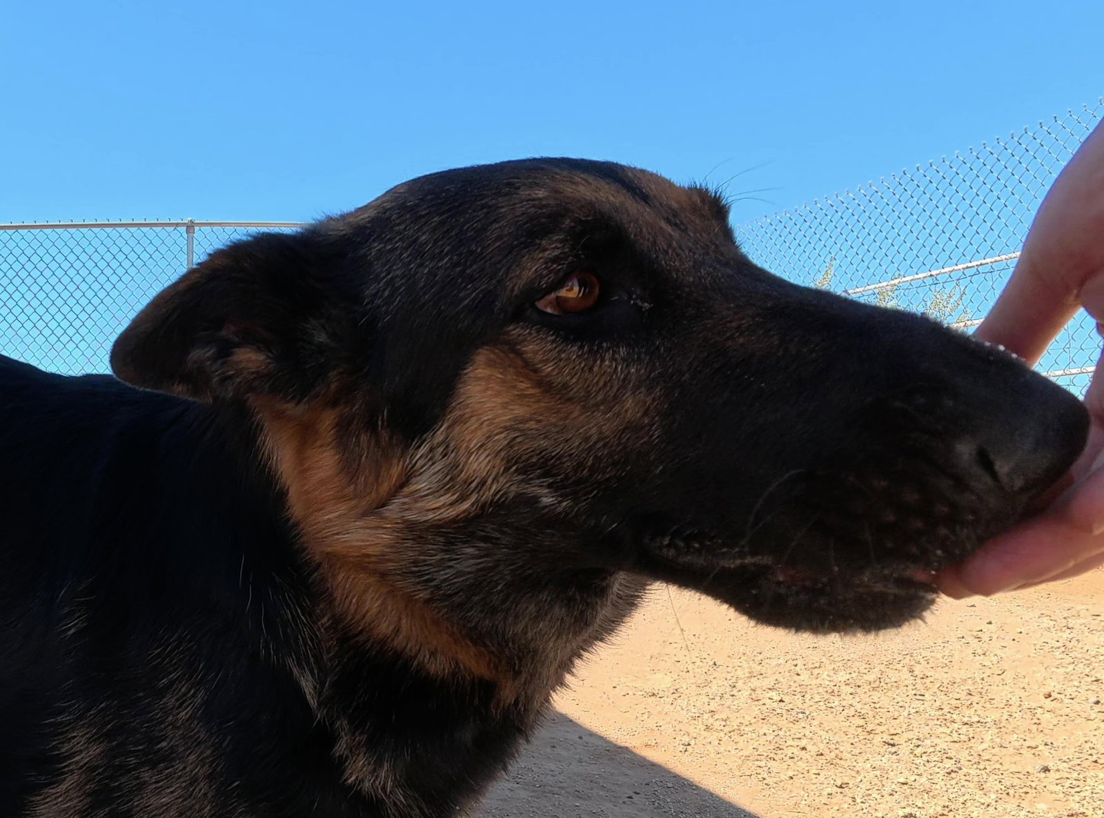 Ziva, photo 11