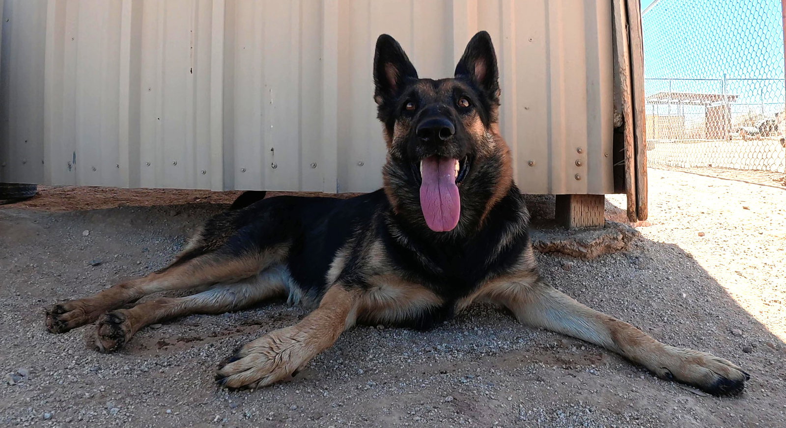 Ziva, photo 15
