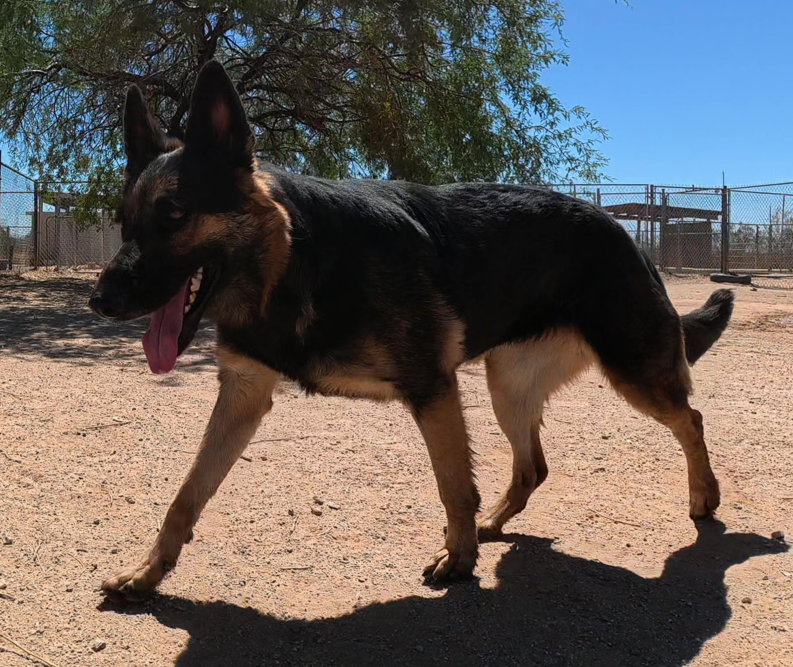Ziva, photo 18