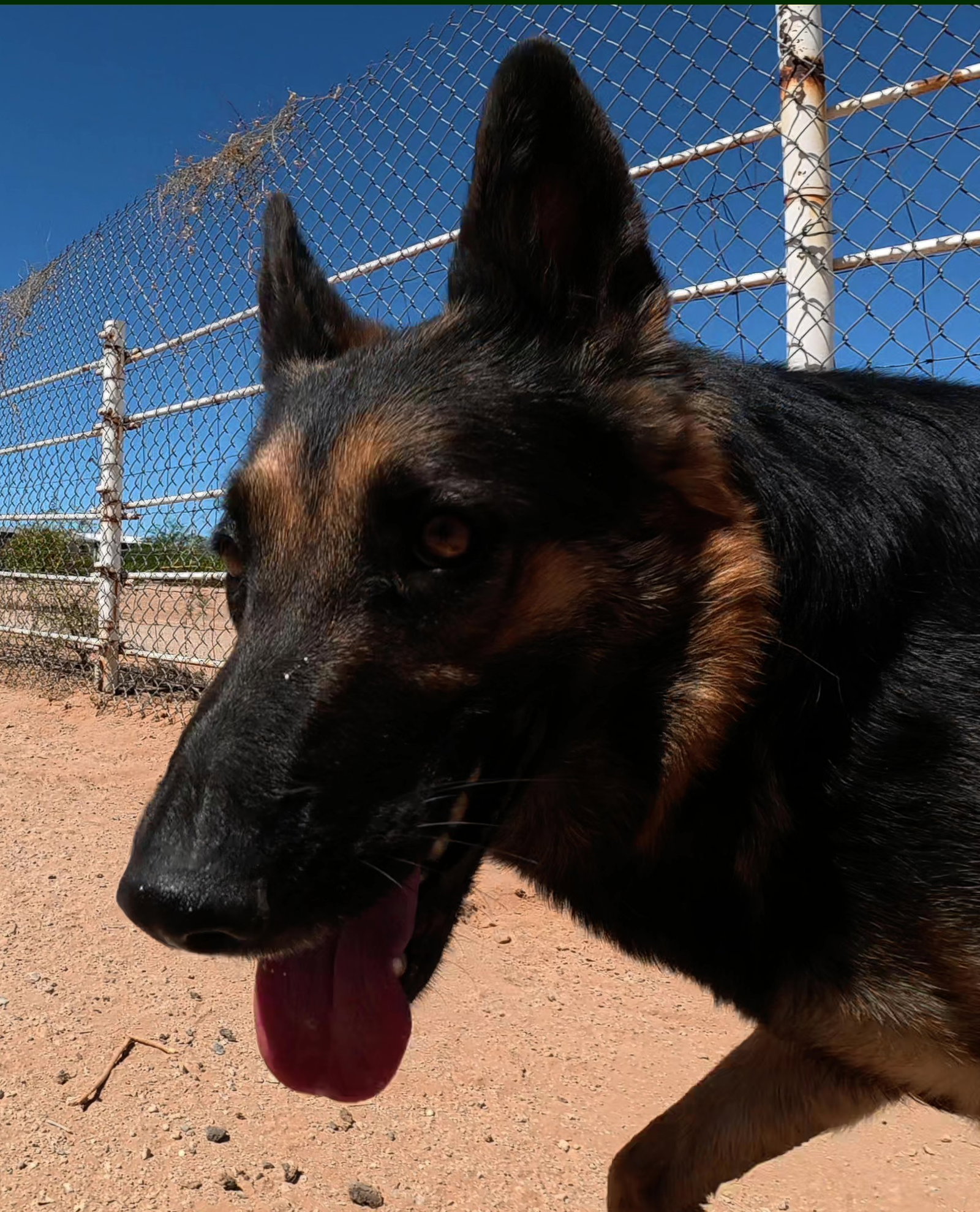 Ziva, photo 19