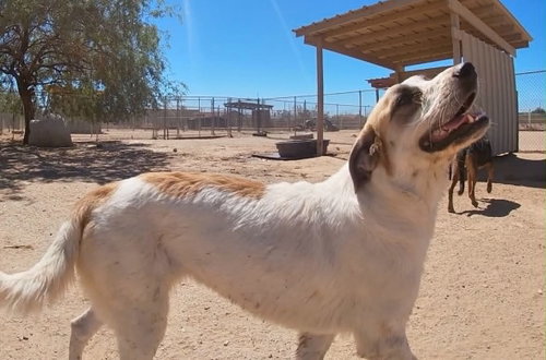 Lucky, an adoptable Anatolian Shepherd in San Tan Valley, AZ