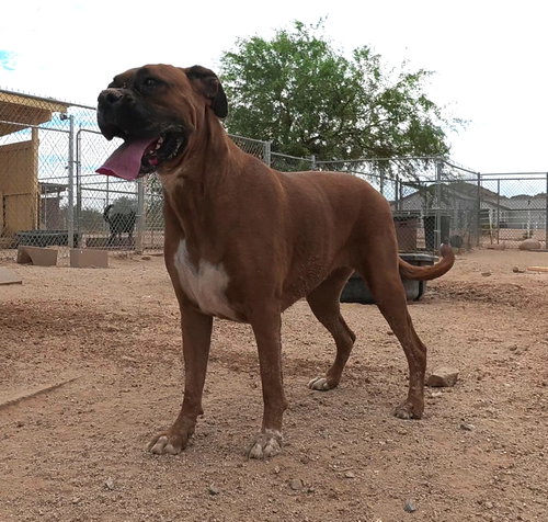Jazzy, an adoptable Boxer in San Tan Valley, AZ