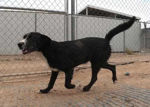 Gespachio, an adoptable Border Collie in San Tan Valley, AZ