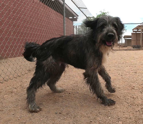 Samsung, an adoptable Terrier in San Tan Valley, AZ