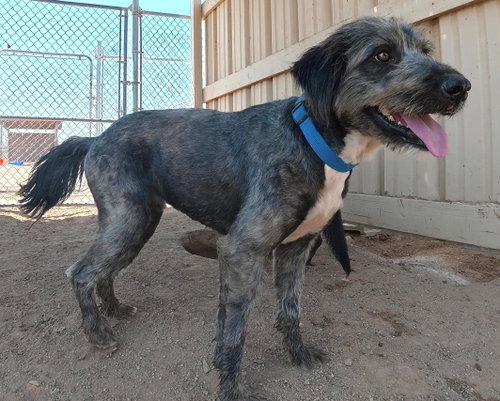 Samsung, a dog for adoption from Central Arizona Animal Rescue