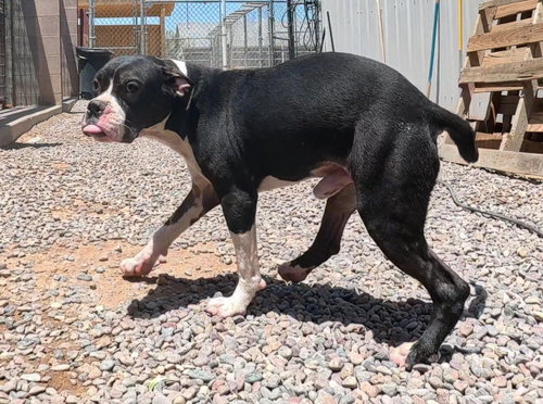 5 male pitty mix young dogs and dad, an adoptable American Pit Bull Terrier in San Tan Valley, AZ