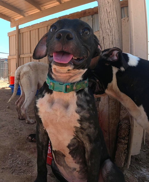 Photo 3 of 5 male pitty mix young dogs and dad