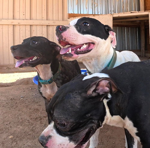 Photo 5 of 5 male pitty mix young dogs and dad