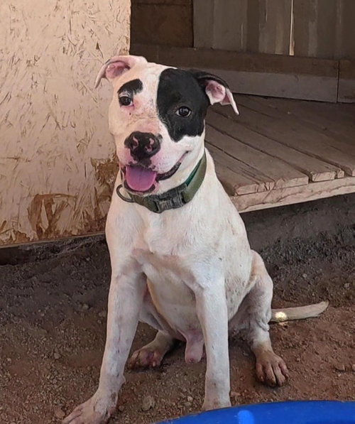 Clutch, a dog for adoption from Central Arizona Animal Rescue