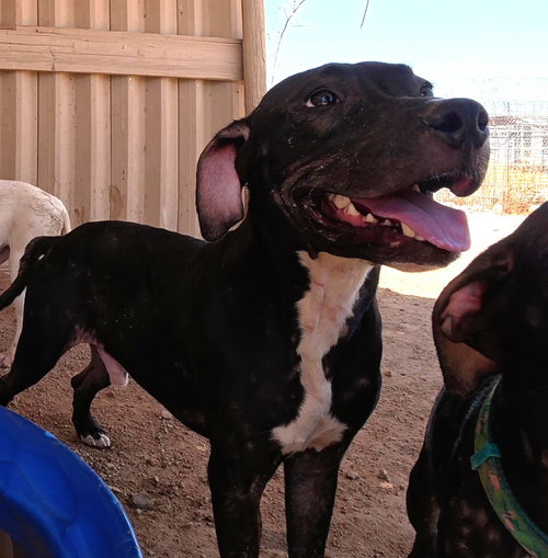 Manny, a dog for adoption from Central Arizona Animal Rescue