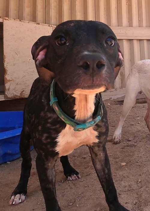 O'Reilly, a dog for adoption from Central Arizona Animal Rescue