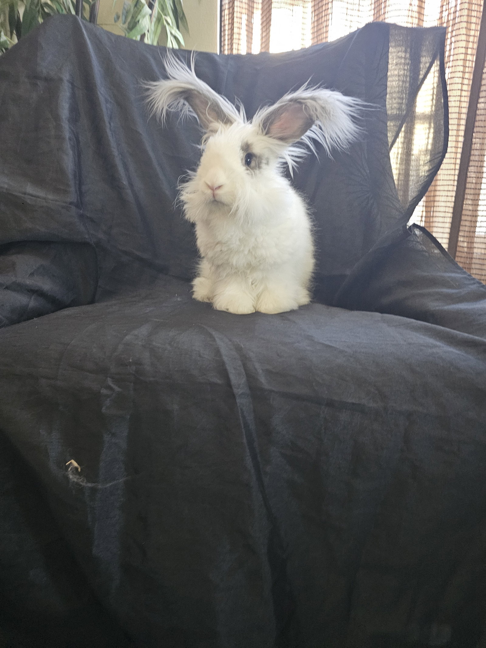 Sebastian