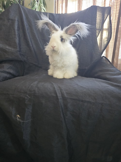 Sebastian, a rabbit for adoption from Central Arizona Animal Rescue
