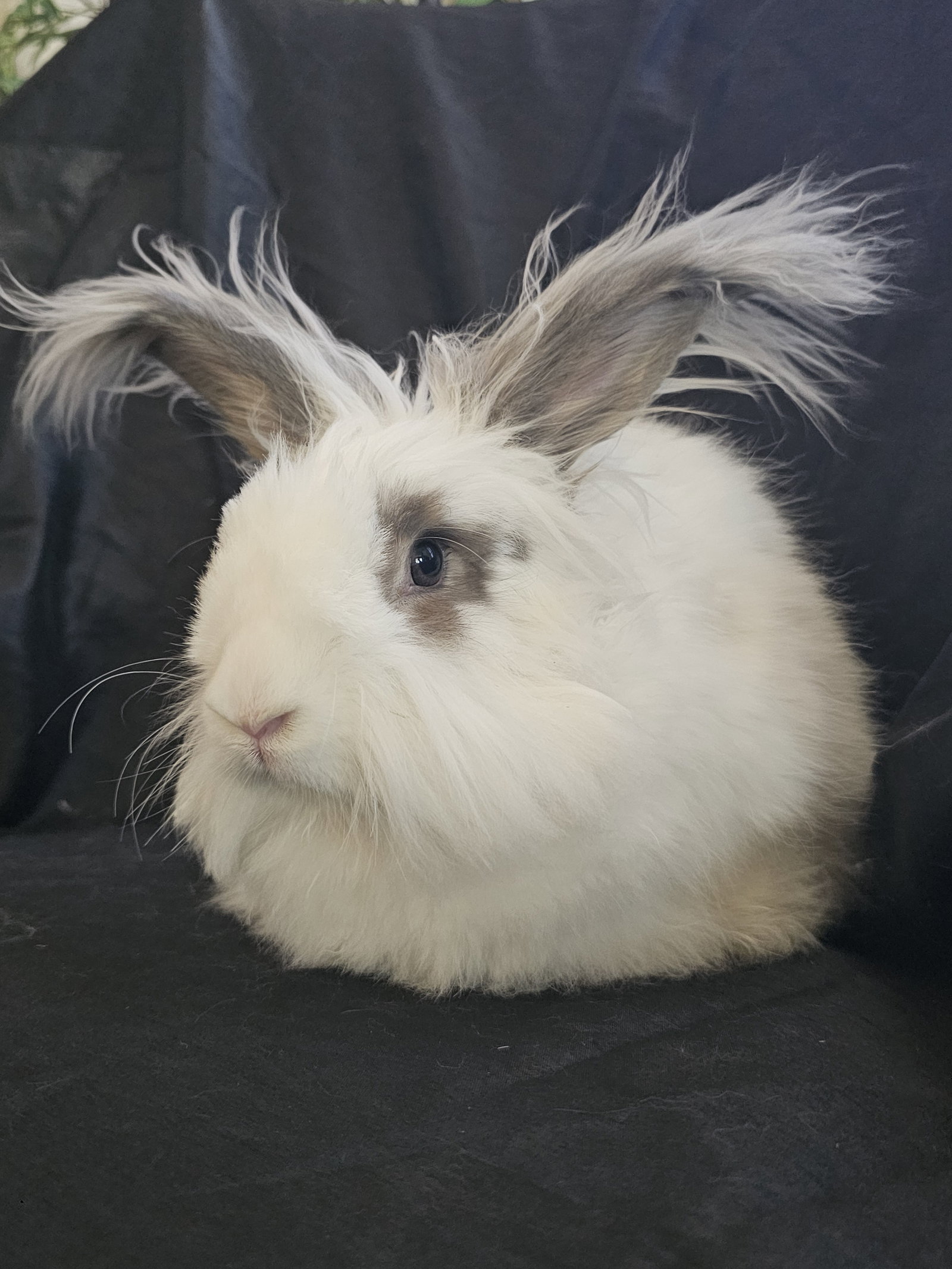 Sebastian, photo 2